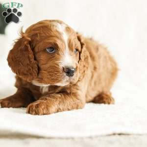 Dash, Cockapoo Puppy